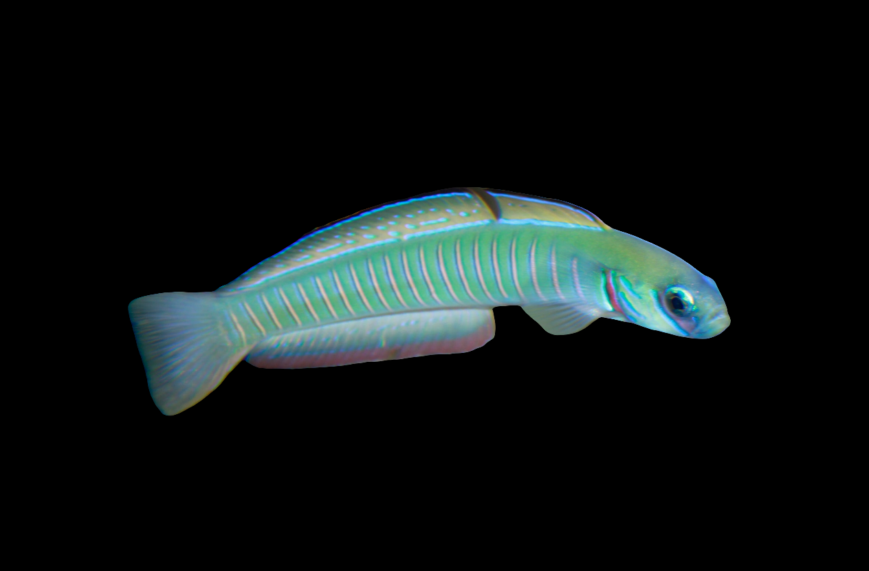 A Zebra Bar Goby (Ptereleotris Zebra) with an elongated body glides gracefully against a dark backdrop. Its shimmering scales reflect iridescent blue, green, and pink hues, while a translucent fin extends along its back—a striking choice for any aquarium.
