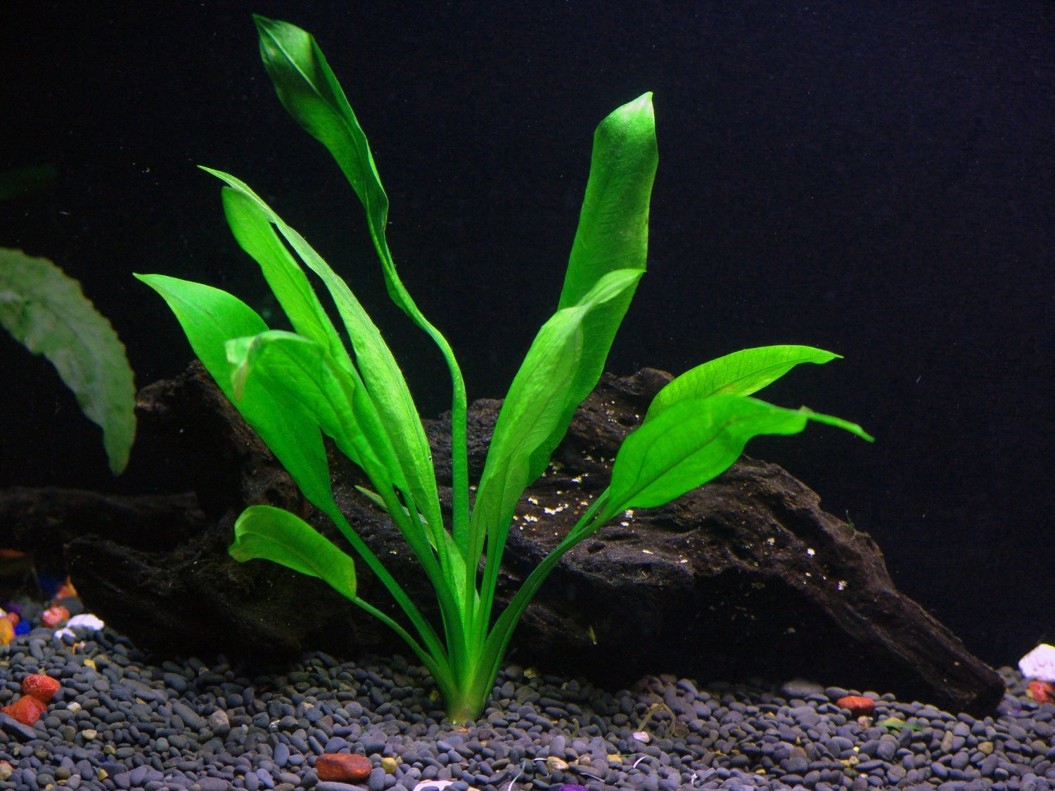 Florida 10 Species Live Aquarium Plants Bundle