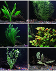 6 Species Aquarium Plants Bundle – Java Fern, Hornwort, Amazon Sword, Moneywort, Ludwigia and Cryptocoryne