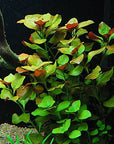 6 Species Aquarium Plants Bundle – Java Fern, Hornwort, Amazon Sword, Moneywort, Ludwigia and Cryptocoryne