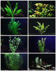 8 Species Aquarium Plants Bundle – Anacharis, Hornwort, Amazon Sword, Moneywort, Ludwigia and Cryptocoryne