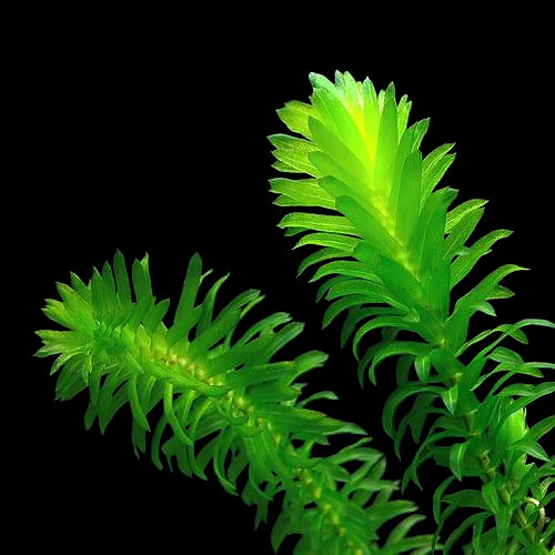 Anacharis Bunch – 5-7 Stems – Easy Aquatic Plant