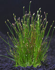 Dwarf Hairgrass in 2" Pot – Easy Foreground Aquarium Plant