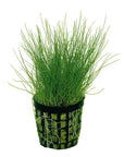 Dwarf Hairgrass in 2" Pot – Easy Foreground Aquarium Plant