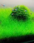 Dwarf Hairgrass in 2" Pot – Easy Foreground Aquarium Plant