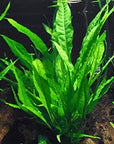 6 Species Aquarium Plants Bundle – Java Fern, Hornwort, Amazon Sword, Moneywort, Ludwigia and Cryptocoryne