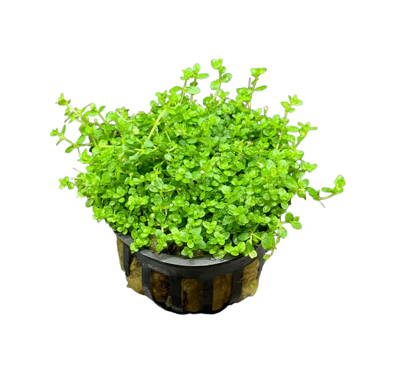 Live Loose Aquatic Plant