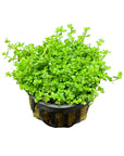 Live Loose Aquatic Plant