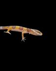 A.O. Produced Leopard Gecko - Eublepharis Macularius - Rainwater Albino Possible Firewater het. Eclipse - Normal het. Eclipse, Firewater, Rainwater Albino
