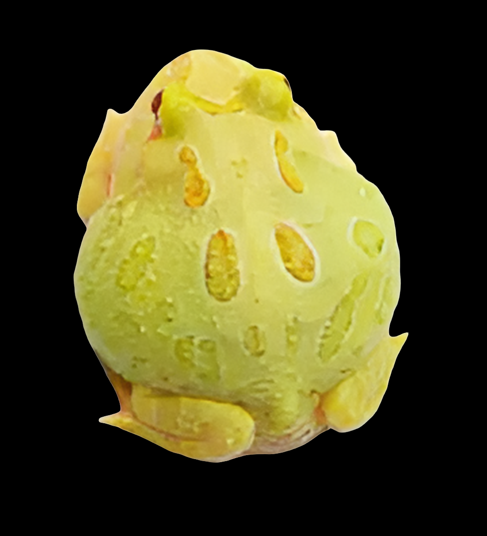 Pac Man Frog - Lime - Ceratophrys sp.