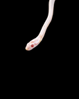 Corn Snake -Snow Tessera Male het. Sunkissed, 50% Hypo- Pantherophis guttatus
