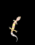 A.O. Produced Leopard Gecko - Eublepharis Macularius - Rainwater Albino Possible Firewater het. Eclipse - Normal het. Eclipse, Firewater, Rainwater Albino
