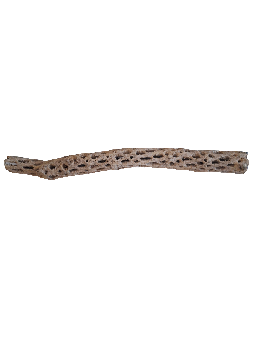 Galapagos - Cholla Wood