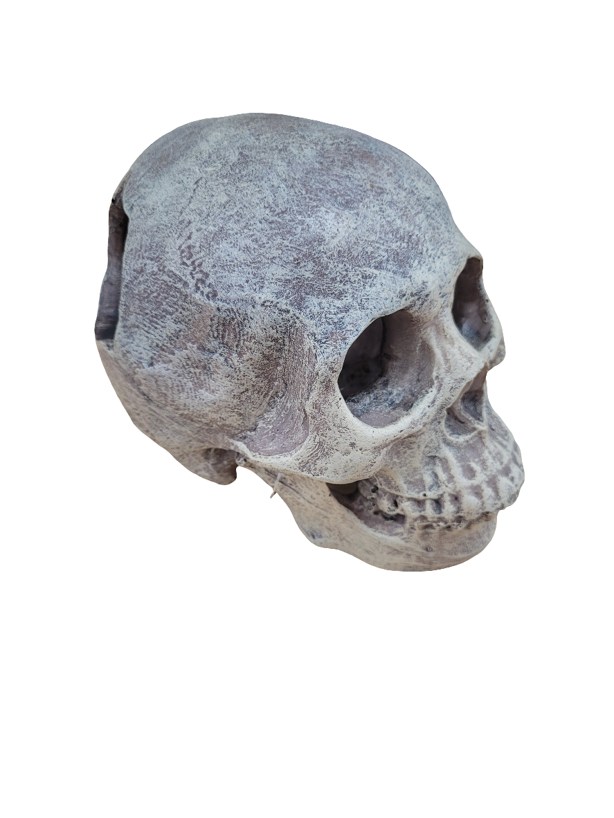 Komodo - Full Skull Decor