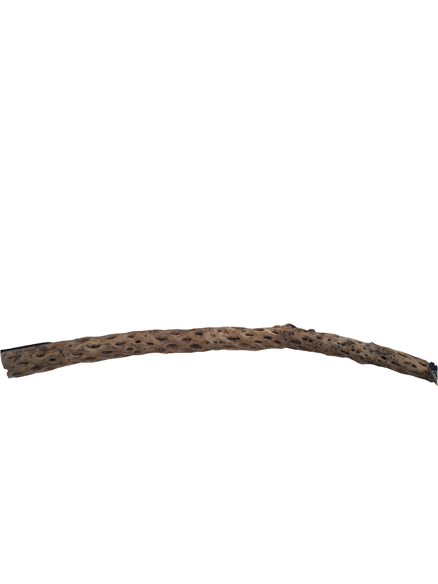 Galapagos - Cholla Wood