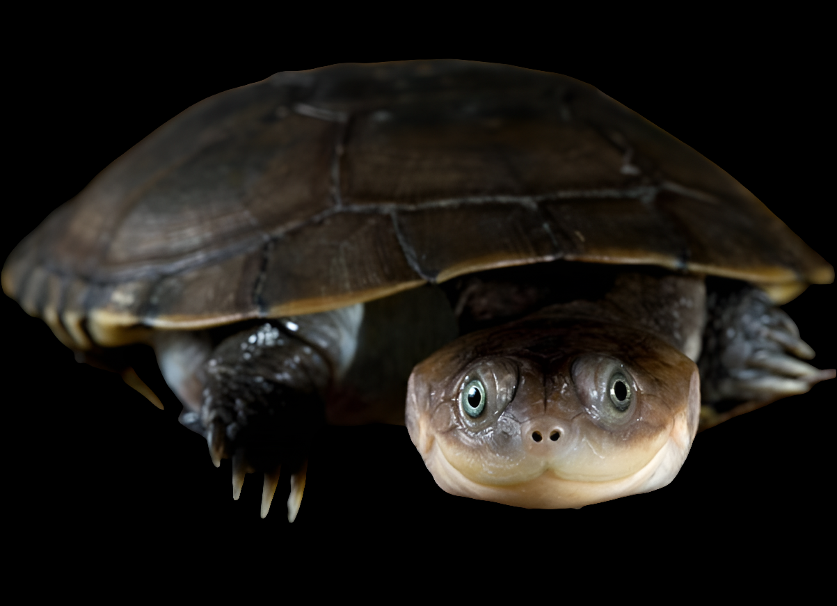 African Side Neck Turtle - Pelomedusidae
