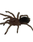 A close-up image of a Brazilian Black - Grammostola pulchra, notable for its fuzzy legs and dark abdomen, shown on a pristine white background.