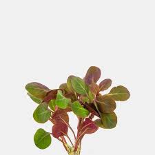Live Loose Aquatic Plant