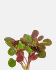 Live Loose Aquatic Plant