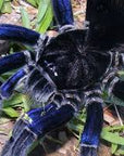 Pamphobeteus Antinous - Steely Blue Leg Birdeater