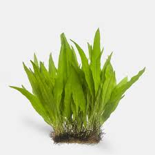 Live Loose Aquatic Plant