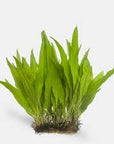 Live Loose Aquatic Plant