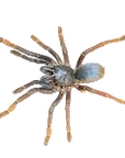 Ornithoctoninae Sp. - Vietnam Silver Tarantula