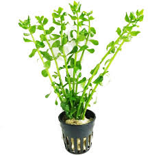 Live Loose Aquatic Plant