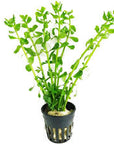 Live Loose Aquatic Plant