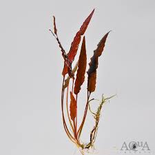 Live Loose Aquatic Plant