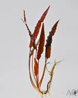 Live Loose Aquatic Plant