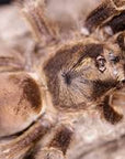 Tapinauchenius Cupreus - Violet Tree Spider/ Ecuadorian Copper Tree Spider