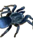 Ornithoctoninae Sp. - Vietnam Silver Tarantula