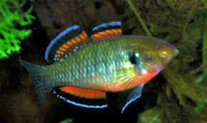Empire Gudgeon Goby - Hardy Peaceful Freshwater Aquarium Fish