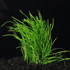 Live Loose Aquatic Plant