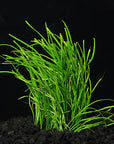 Live Loose Aquatic Plant