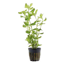 Live Loose Aquatic Plant