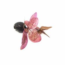 Live Loose Aquatic Plant