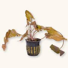Live Loose Aquatic Plant