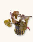 Live Loose Aquatic Plant