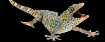 The Tokay Gecko - Gekko Gecko is shown on a black background with a speckled pattern and large eyes. Its open mouth and climbing pose highlight its impressive camouflage abilities.