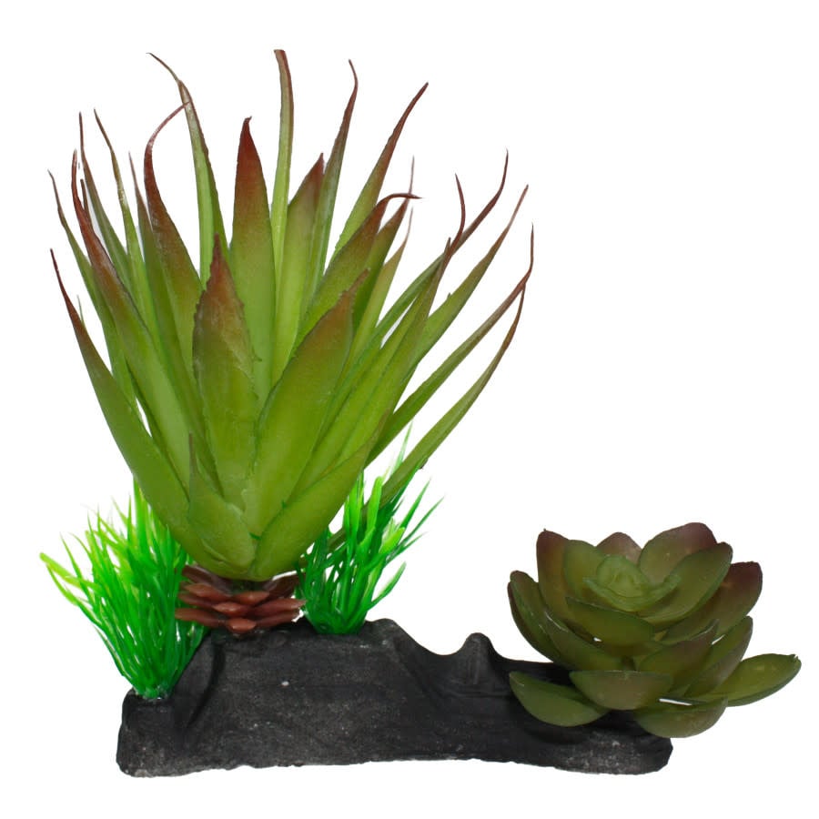 The Komodo - Succulent Plant features spiky green leaves on a textured black base, with smaller rounded leaves to the right and a tuft of bright green grass on the left.