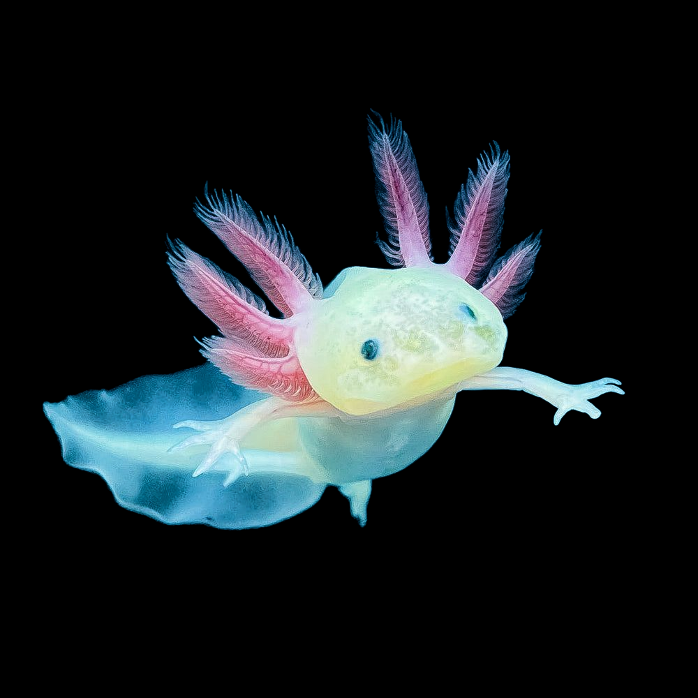 GFP Leucistic Axolotl - Fluorescent White Live Pet | Aquatic Oasis   Aquatic Oasis Reefing