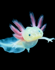 Live GFP Leucistic Axolotl - Fluorescent White Beauty