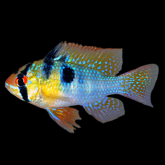 German Blue Ram Cichlid - Microgeophagus ramirezi