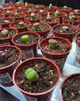 AO - Assorted Succelent/Lithop - small