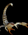 Israeli Gold Scorpion - Scorpio maurus