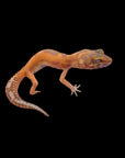 A Tangerine Tremper Albino Leopard Gecko with an orange and brown body, black eyes, and a white-striped tail perches on a persons hand. The background is slightly blurred, revealing various objects and colors.