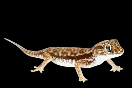 Dune Gecko - Stenodactylus petrii