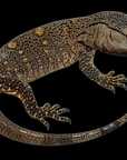 Black Throat Monitor - Varanus albigularis